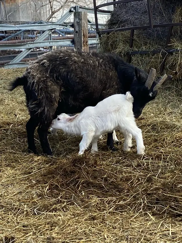 Nanny with 2.kids - Photo 3