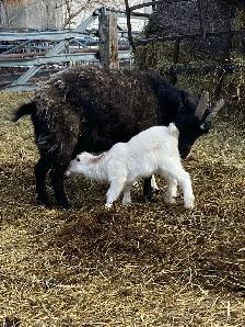 Nanny with 2.kids - Photo 3