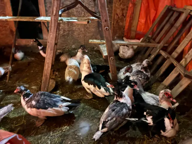 trio of Muscovy ducks