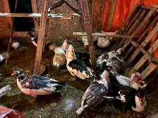 trio of Muscovy ducks