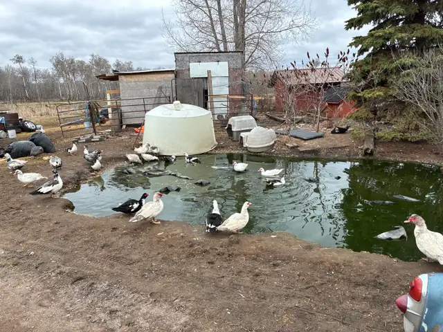trio of Muscovy ducks - Photo 2