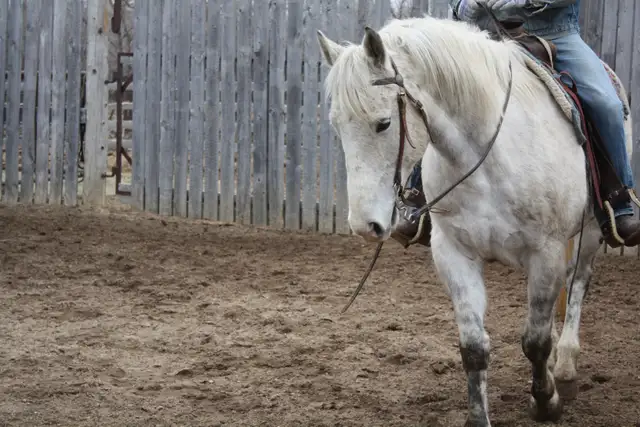 9 yr Old Broke Gelding -Sells at Candiac Livestock Market May 2