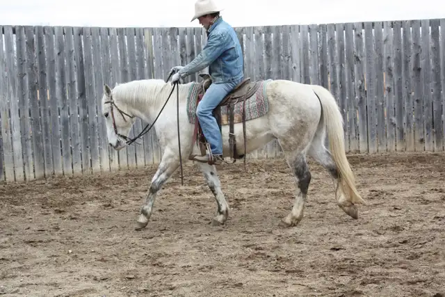 9yr Old Broke Gelding - Sells at Candiac Livestock Market - Photo 2