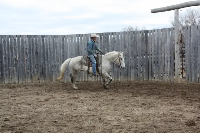 9yr Old Broke Gelding - Sells at Candiac Livestock Market May 2 - Photo 3