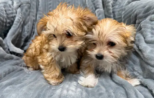 Morkie Puppies