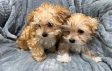 Morkie Puppies