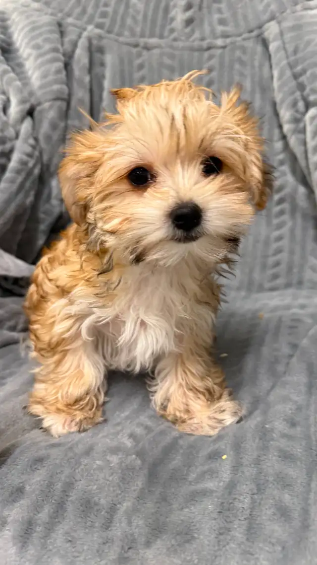 Morkie Puppies - Photo 2