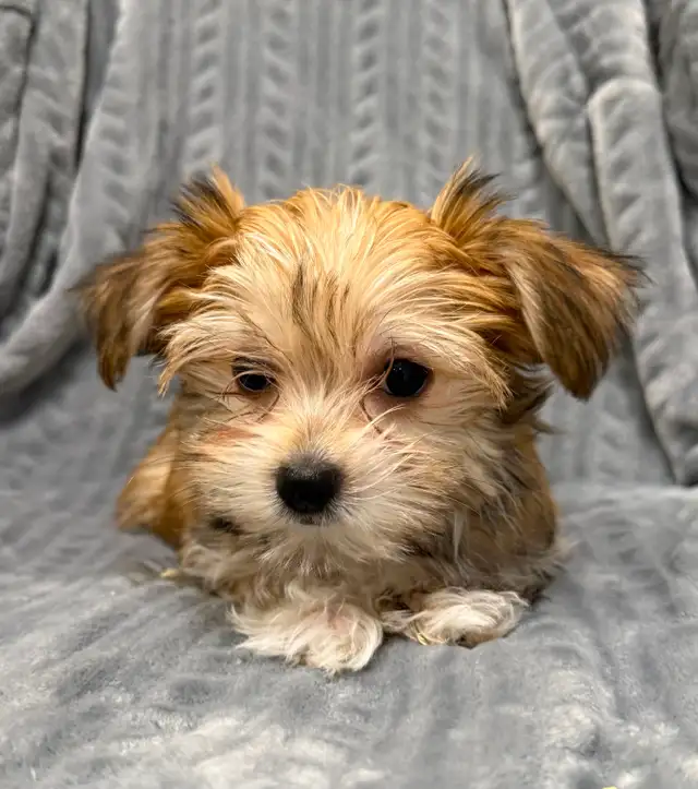 Morkie Puppies - Photo 3