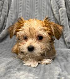 Morkie Puppies - Photo 3