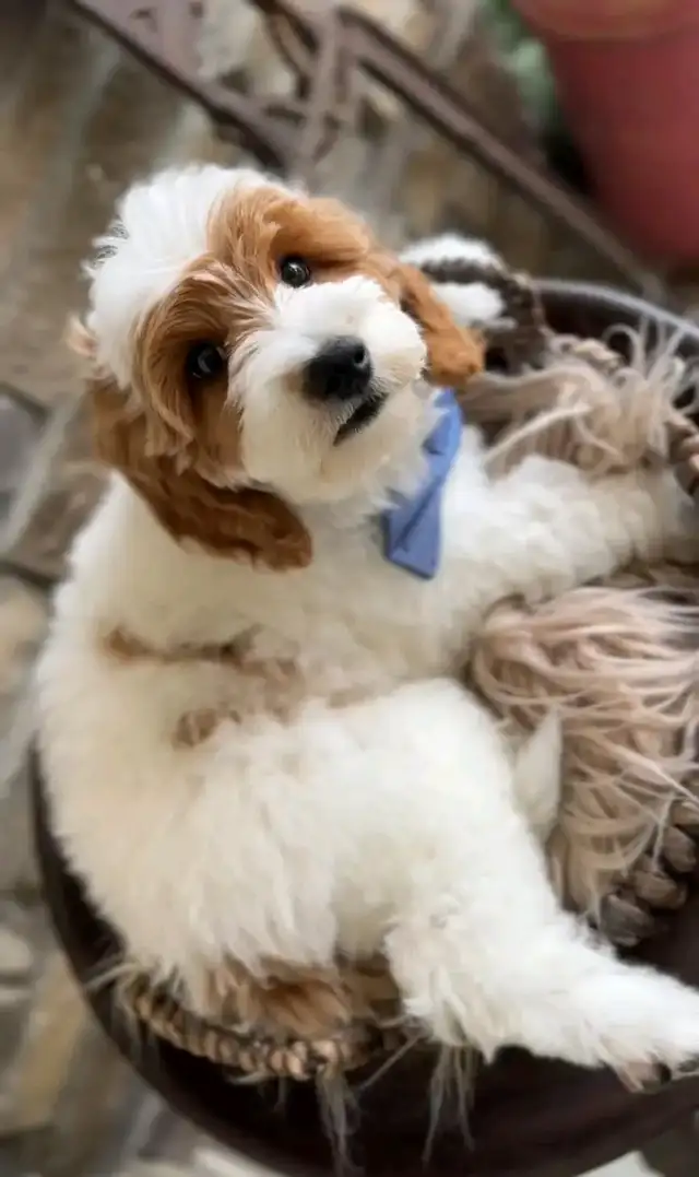 Golden doodle dog for rehoming