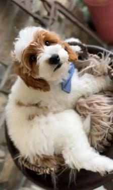 Golden doodle dog for rehoming