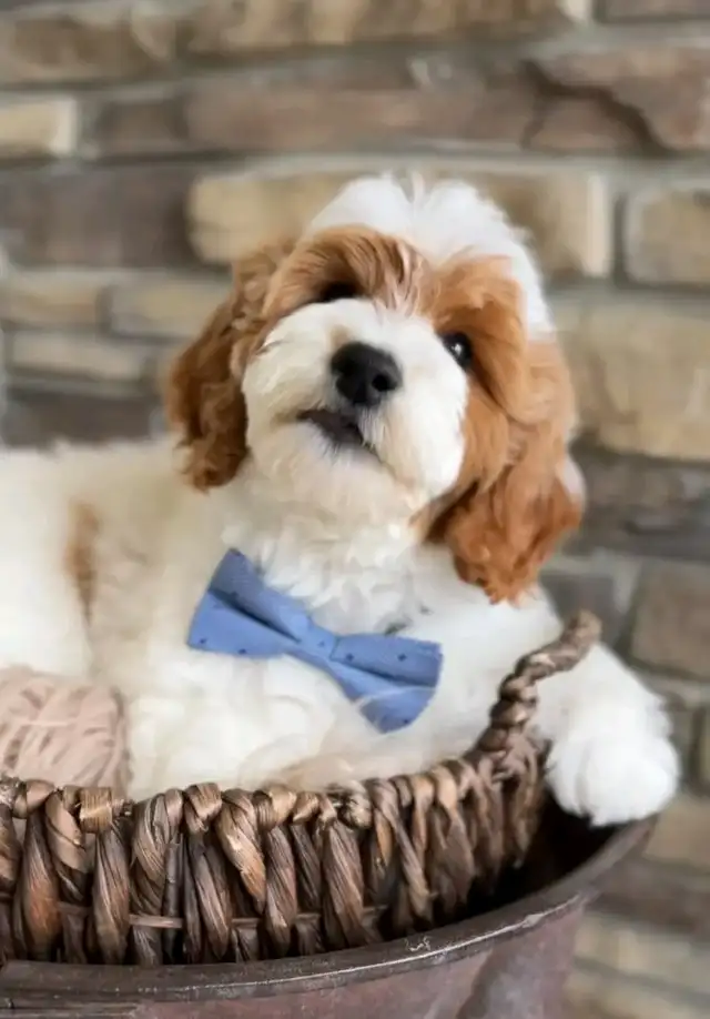 Golden doodle dog for rehoming - Photo 2