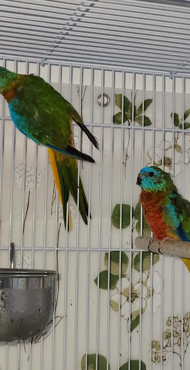 MAGNIFIQUE COUPLE DE TURQUOISINE PLUS LEURS NOUNOU LOLL