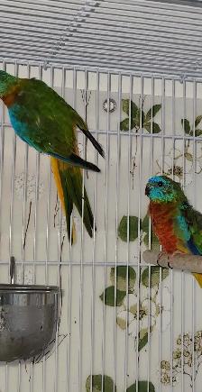 MAGNIFIQUE COUPLE DE TURQUOISINE PLUS LEURS NOUNOU LOLL