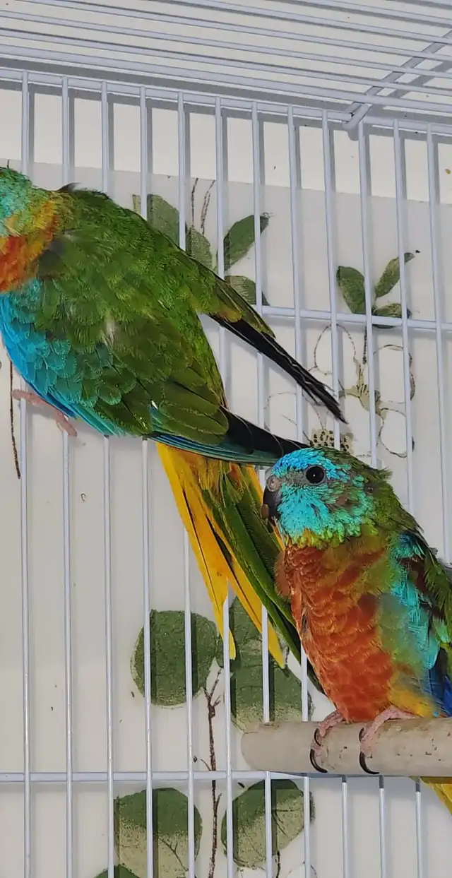 MAGNIFIQUE COUPLE DE TURQUOISINE PLUS LEURS NOUNOU LOLL - Photo 2