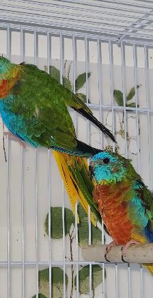 MAGNIFIQUE COUPLE DE TURQUOISINE PLUS LEURS NOUNOU LOLL - Photo 2