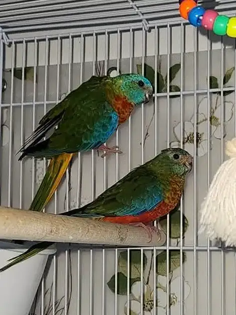 MAGNIFIQUE COUPLE DE TURQUOISINE PLUS LEURS NOUNOU LOLL - Photo 3