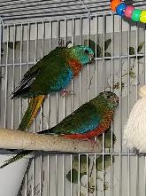 MAGNIFIQUE COUPLE DE TURQUOISINE PLUS LEURS NOUNOU LOLL - Photo 3