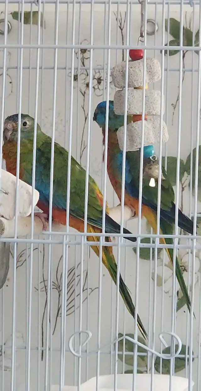 MAGNIFIQUE COUPLE DE TURQUOISINE PLUS LEURS NOUNOU LOLL - Photo 4