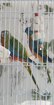 MAGNIFIQUE COUPLE DE TURQUOISINE PLUS LEURS NOUNOU LOLL - Photo 4