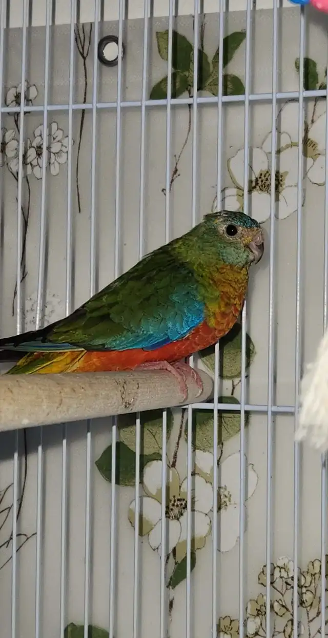 MAGNIFIQUE COUPLE DE TURQUOISINE PLUS LEURS NOUNOU LOLL - Photo 5