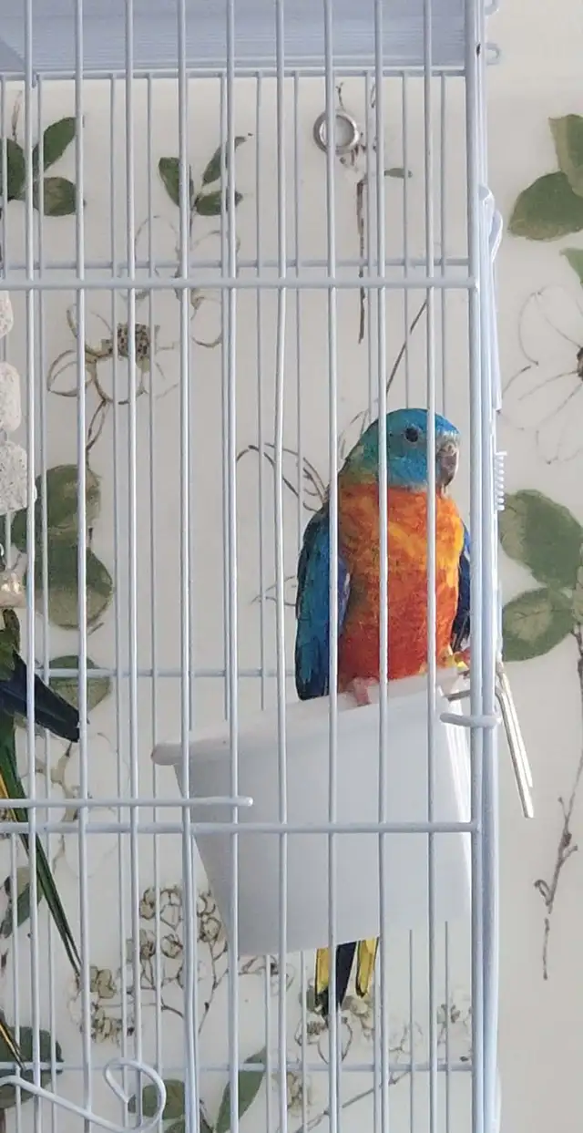 MAGNIFIQUE COUPLE DE TURQUOISINE PLUS LEURS NOUNOU LOLL - Photo 6