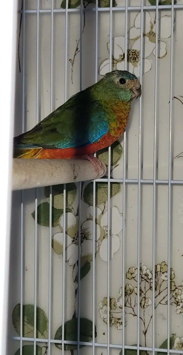 MAGNIFIQUE COUPLE DE TURQUOISINE PLUS LEURS NOUNOU LOLL - Photo 7