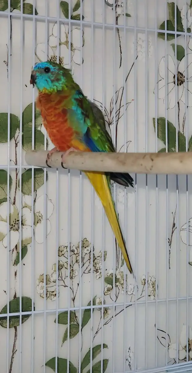 MAGNIFIQUE COUPLE DE TURQUOISINE PLUS LEURS NOUNOU LOLL - Photo 8