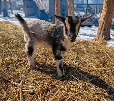 Nigerian Dwarfs 3 doelings, 2 bucklings and 1, 2 yr Nanny