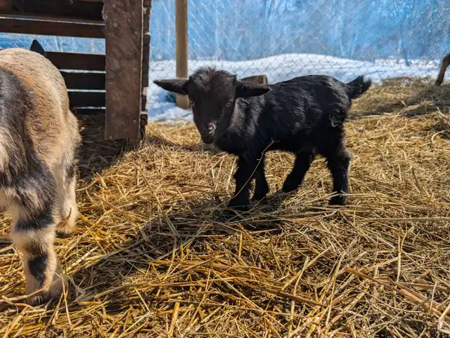 Nigerian Dwarfs 3 doelings, 2 bucklings and 1, 2 yr Nanny - Photo 2
