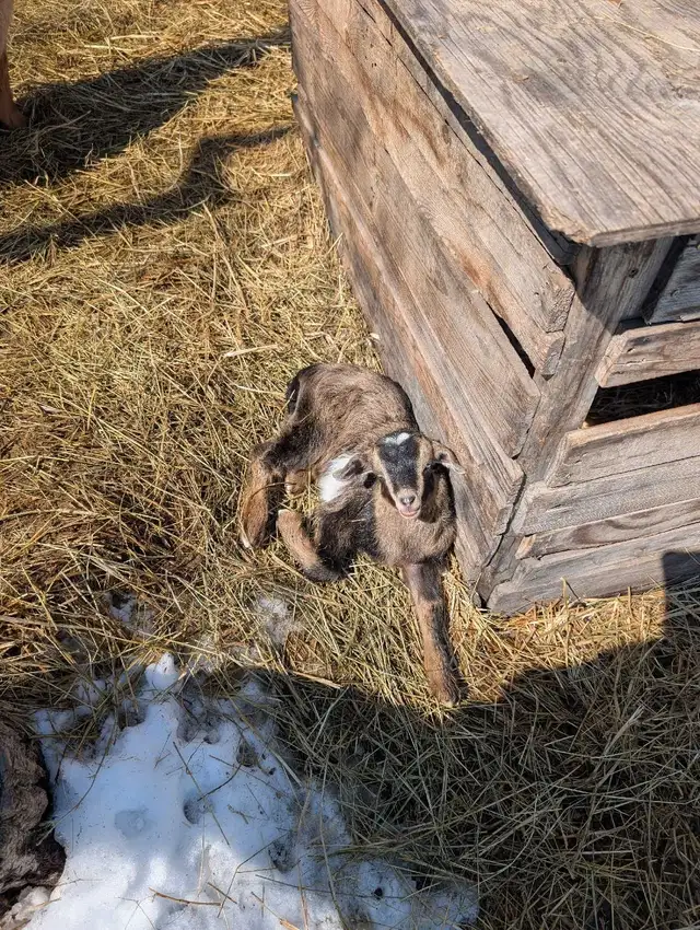 Nigerian Dwarfs 3 doelings, 2 bucklings and 1, 2 yr Nanny - Photo 3