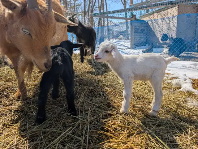 Nigerian Dwarfs 3 doelings, 2 bucklings and 1, 2 yr Nanny - Photo 4