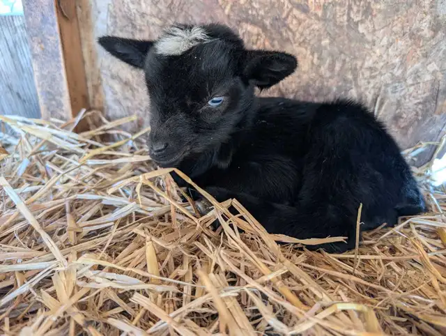 Nigerian Dwarfs 3 doelings, 2 bucklings and 1, 2 yr Nanny - Photo 5