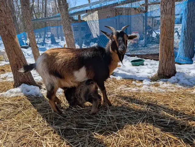 Nigerian Dwarfs 3 doelings, 2 bucklings and 1, 2 yr Nanny - Photo 6