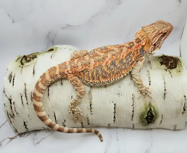 dragon barbu rouge hypo