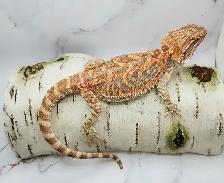 dragon barbu rouge hypo