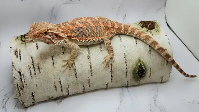 dragon barbu rouge hypo - Photo 2