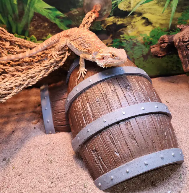 dragon barbu rouge hypo - Photo 3