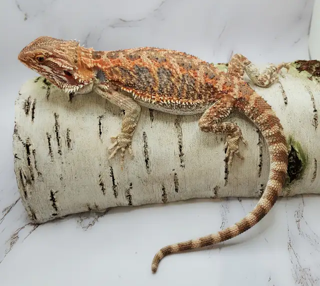 dragon barbu rouge hypo - Photo 4