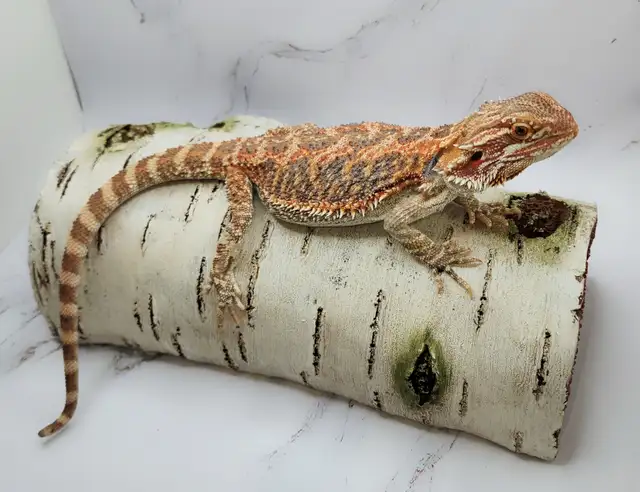 dragon barbu rouge hypo - Photo 5