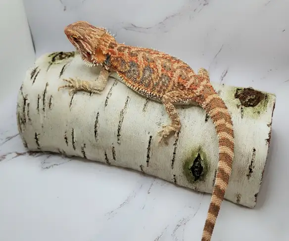 dragon barbu rouge hypo - Photo 6