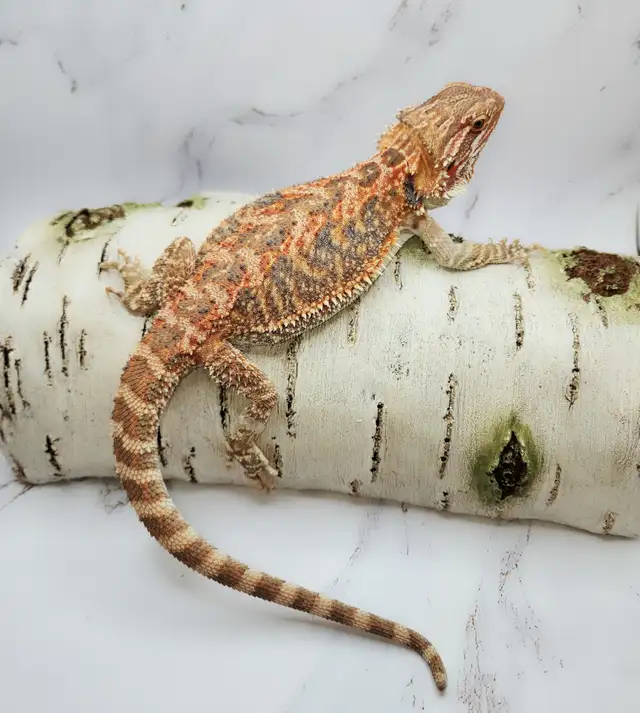 dragon barbu rouge hypo - Photo 7