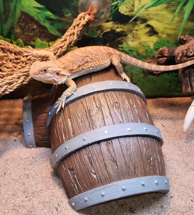 dragon barbu rouge hypo - Photo 8