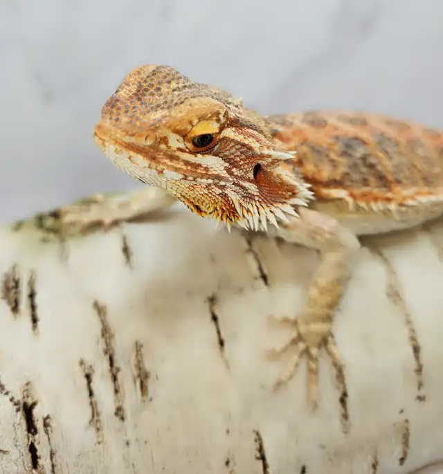 dragon barbu rouge hypo - Photo 9