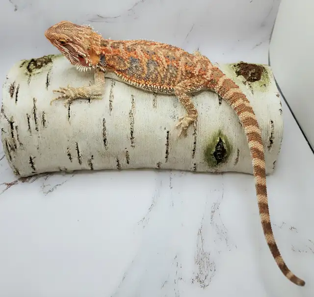 dragon barbu rouge hypo - Photo 10