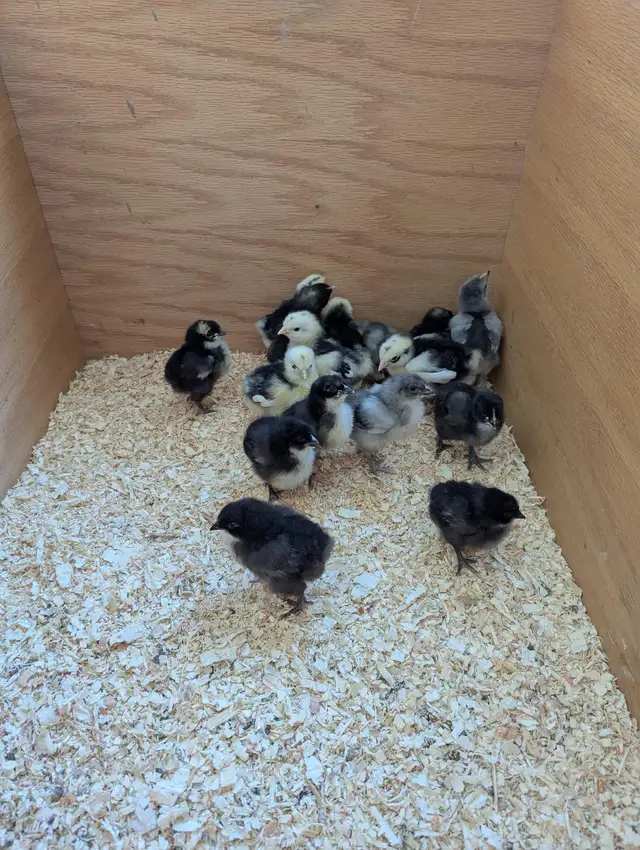 Orpington Chicks - Photo 2