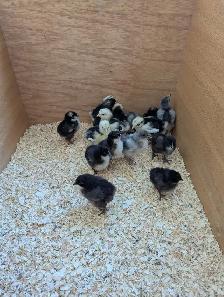 Orpington Chicks - Photo 2