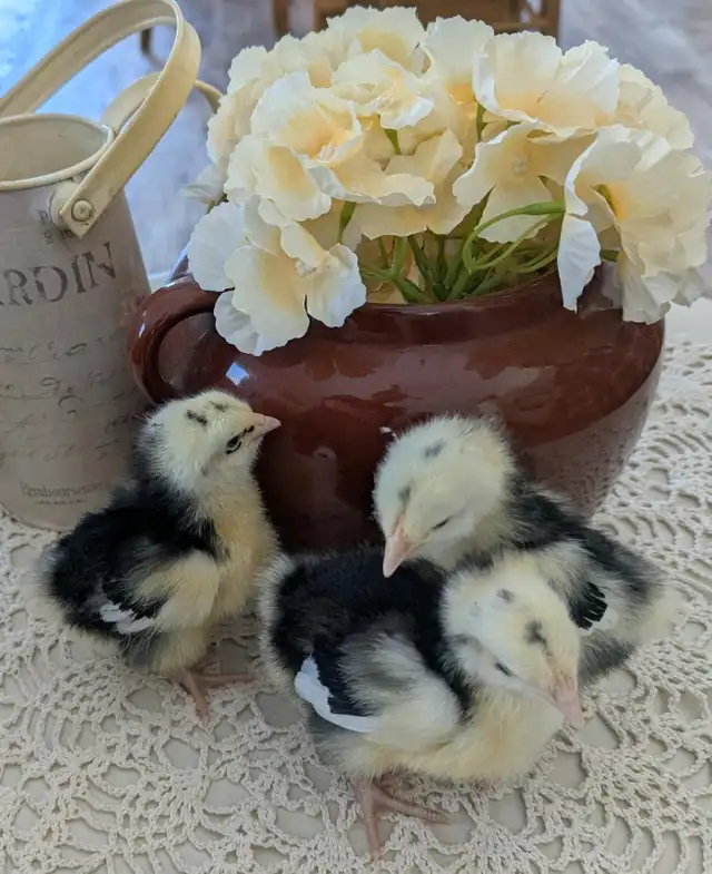 Orpington Chicks - Photo 3