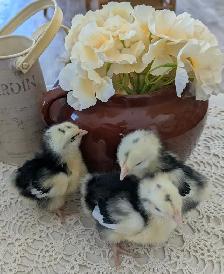 Orpington Chicks - Photo 3