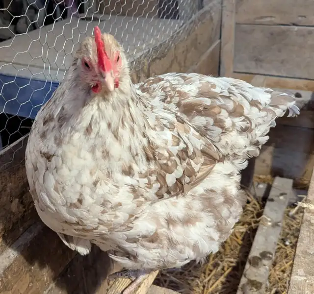 Orpington Chicks - Photo 4